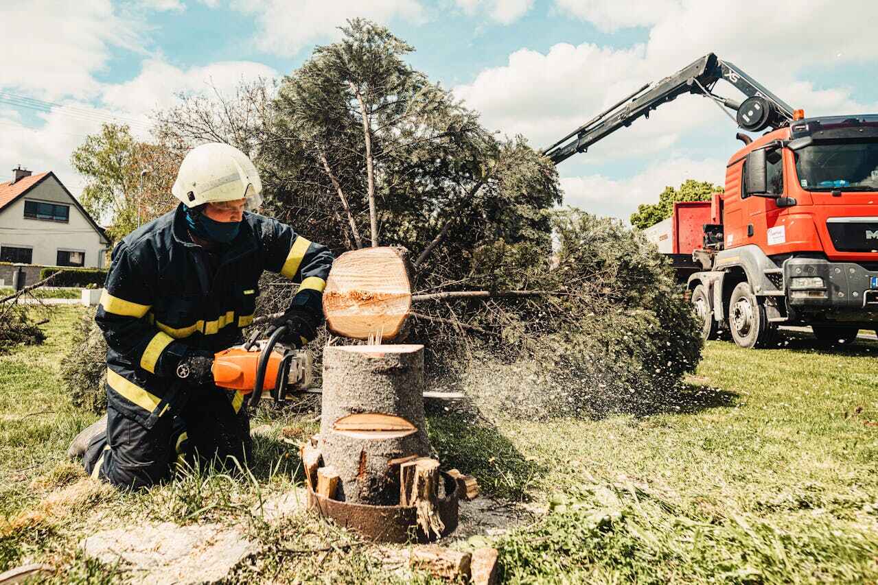 Best Stump Grinding Near Me  in Palmetto Bay, FL